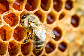 Whangarei Bee Club Keeping Bees