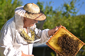 Join Whangarei Bee Club