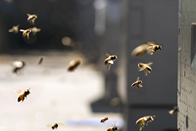 Whangarei Bee Club Gallery