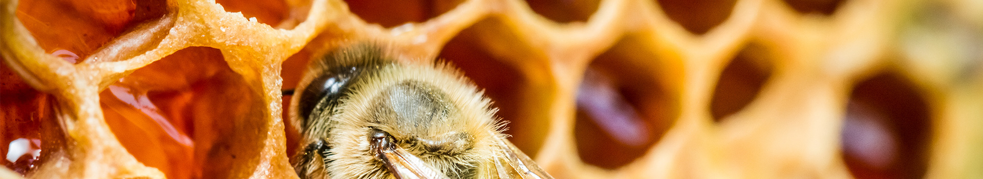 Whangarei Bee Club