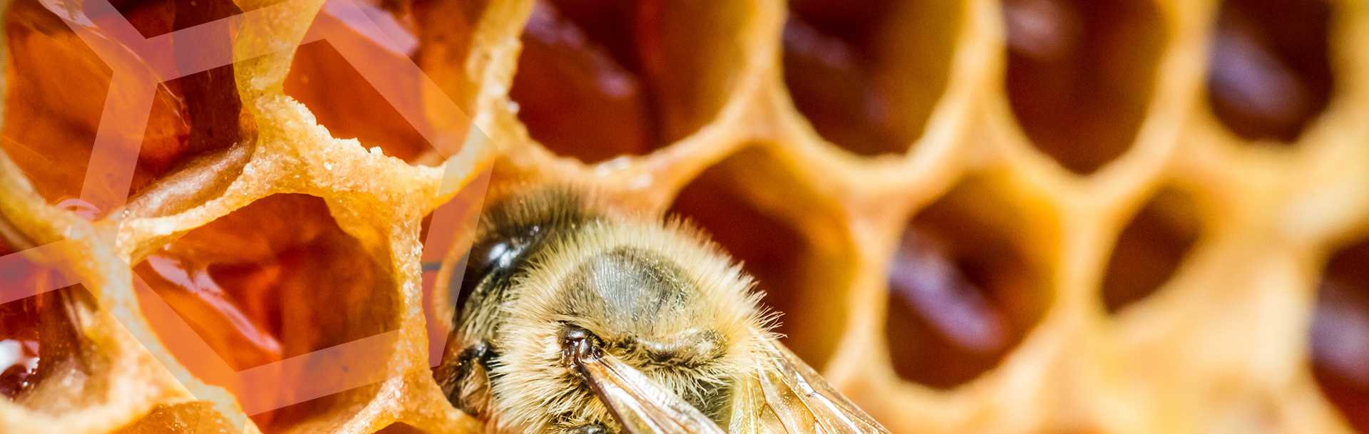 Whangarei Bee Club